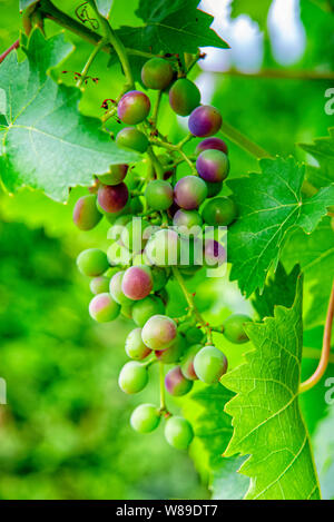 Raisin et mûrissent sur la vigne Banque D'Images