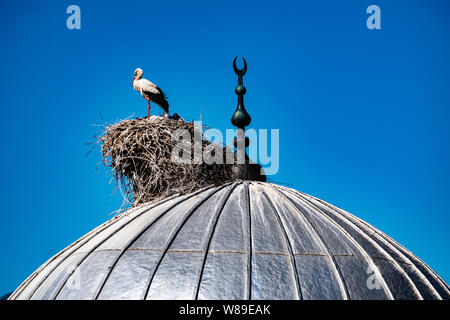 Une cigogne avec ses oursons et le nid sur le dôme d'une mosquée dans la ville d'Igdir, capitale de province Igdır dans l'Est de la Turquie l'Anatolie Banque D'Images