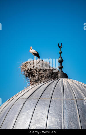 Une cigogne avec ses oursons et le nid sur le dôme d'une mosquée dans la ville d'Igdir, capitale de province Igdır dans l'Est de la Turquie l'Anatolie Banque D'Images