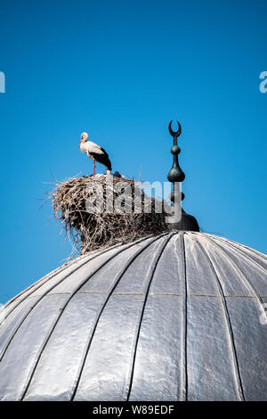 Une cigogne avec ses oursons et le nid sur le dôme d'une mosquée dans la ville d'Igdir, capitale de province Igdır dans l'Est de la Turquie l'Anatolie Banque D'Images