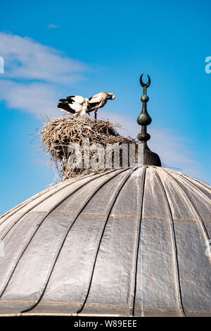 Une cigogne avec ses oursons et le nid sur le dôme d'une mosquée dans la ville d'Igdir, capitale de province Igdır dans l'Est de la Turquie l'Anatolie Banque D'Images