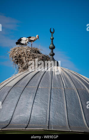 Une cigogne avec ses oursons et le nid sur le dôme d'une mosquée dans la ville d'Igdir, capitale de province Igdır dans l'Est de la Turquie l'Anatolie Banque D'Images