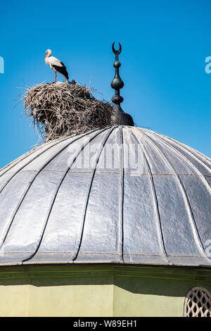 Une cigogne avec ses oursons et le nid sur le dôme d'une mosquée dans la ville d'Igdir, capitale de province Igdır dans l'Est de la Turquie l'Anatolie Banque D'Images