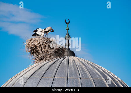 Une cigogne avec ses oursons et le nid sur le dôme d'une mosquée dans la ville d'Igdir, capitale de province Igdır dans l'Est de la Turquie l'Anatolie Banque D'Images