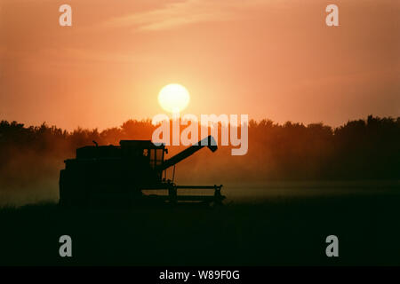 Combiner la récolte de blé mûrs au coucher du soleil. Banque D'Images