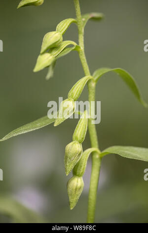 Fleur verte (helleborine Epipactis phyllanthes), Holt, Norfolk, Angleterre, Royaume-Uni 22 Août 2017 Banque D'Images