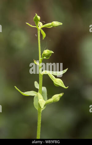 Fleur verte (helleborine Epipactis phyllanthes), Holt, Norfolk, Angleterre, Royaume-Uni 22 Août 2017 Banque D'Images
