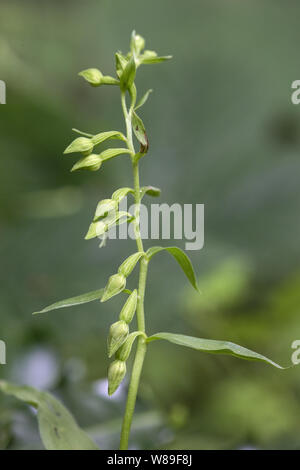Fleur verte (helleborine Epipactis phyllanthes), Holt, Norfolk, Angleterre, Royaume-Uni 22 Août 2017 Banque D'Images