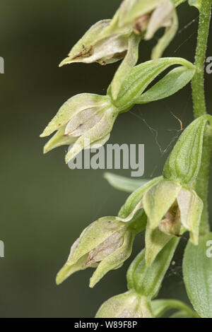 Fleur verte (helleborine Epipactis phyllanthes), Holt, Norfolk, Angleterre, Royaume-Uni 22 Août 2017 Banque D'Images
