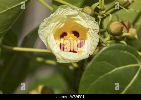 La forêt de mangroves, arbres et fleurs, Barbados, Caribbean 2 Février 2018 Banque D'Images