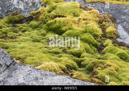Moss, Almirante Brown, l'Antarctique 16 Février 2018 Banque D'Images