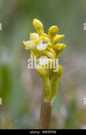 Orchid coralroot (Corallorhiza trifida), Lindisfarne, Northumberland, Angleterre, Royaume-Uni 13 Juin 2015 Banque D'Images