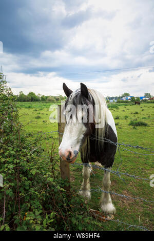 Le noir et blanc clydesdale cheval lourd debout dans un champ à plus d'une clôture en fil barbelé, terres agricoles de la vallée d'essai, Nursling, Redbridge, Southampton Banque D'Images