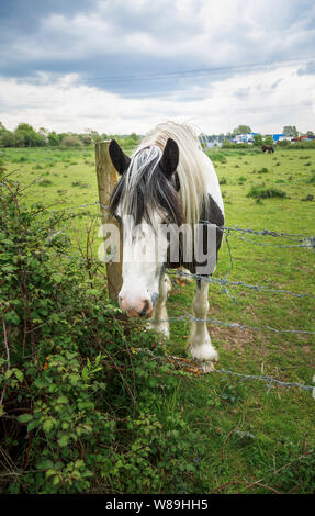 Le noir et blanc clydesdale cheval lourd debout dans un champ à plus d'une clôture en fil barbelé, terres agricoles de la vallée d'essai, Nursling, Redbridge, Southampton Banque D'Images