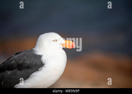 Australian Pacific Larus Pacificus bird à Honeymoon Bay en Tasmanie, Australie Banque D'Images