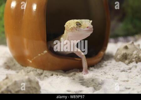 Une douce petite Eublepharis macularius, lézard gecko léopard Banque D'Images