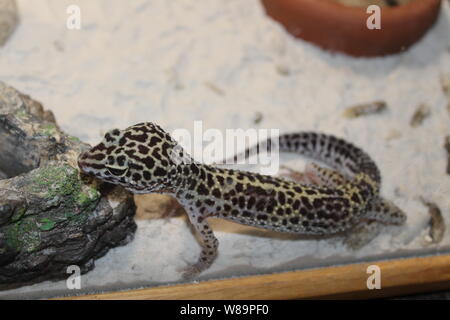 Une douce petite Eublepharis macularius, lézard gecko léopard Banque D'Images