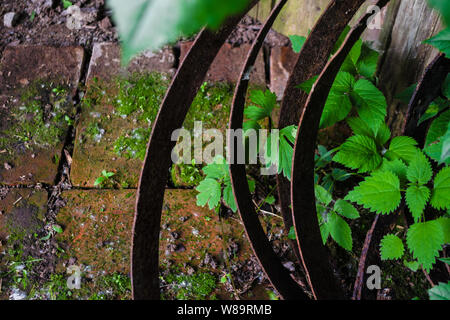 Vieux fer rouillé tordu en spirale des plaques en cercles sur fond de briques usées couverts de mousse et de plantes vertes dans un jardin de campagne. Banque D'Images