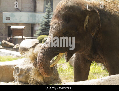 Kiev, Ukraine. 8e août 2019. Un éléphant d'Asie Horace est vu à Kiev zoo.Le zoo de Kiev est l'un des plus anciens et des plus grands parcs zoologiques en Europe, commencer de son activité sur 1909. Le zoo comprend environ 368 espèces d'animaux, y compris : oiseaux, reptiles, mammifères, amphibiens, invertébrés et poissons. Les bisons, les chevaux Przhevalsky, zèbres, girafes, lions, tigres de l'amour, des pélicans, des flamants roses, des cerfs, un gorille, les loups, et de nombreux autres animaux vivent ici, que les médias locaux ont rapporté. Crédit : Pavlo Gonchar SOPA/Images/ZUMA/Alamy Fil Live News Banque D'Images