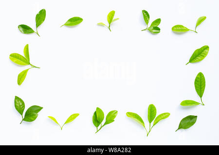 Cadre fait de citron frais et des tranches avec des feuilles isolées sur fond blanc. Banque D'Images