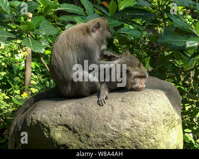 Sur l'estomac d'être deloused macaque à Ubud, Bali Banque D'Images