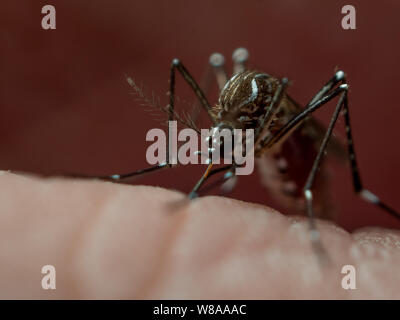 L'Aedes aegypti (moustique de la fièvre jaune) de mordre la peau, connu pour propager les maladies tropicales telles que zika, la dengue, la fièvre jaune et le chikungunya Banque D'Images