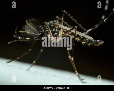 Extreme close-up d'un moustique de la fièvre dengue (aedes aegypti) sur fond sombre Banque D'Images