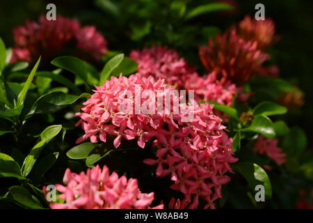 Belle fleur rose ixora ou pointe en pleine floraison dès les beaux jours Banque D'Images