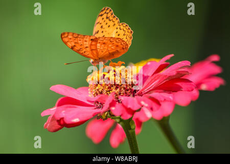 Coup d'un papillon gros plan Banque D'Images