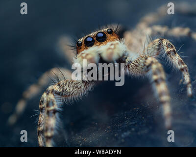 Portrait of a cute frontale thomisidae (Menemerus bivitattus) Banque D'Images