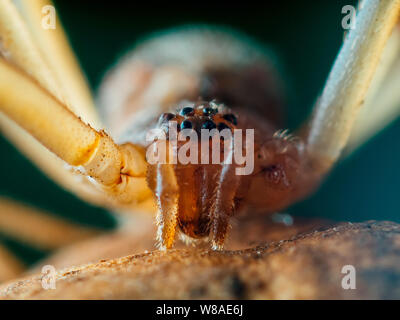 Brown (Latrodectus geometricus araignée veuve frontale) close-up avec les yeux d'araignée visible Banque D'Images