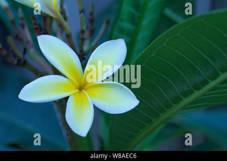 Vue rapprochée d'un beau blanc de frangipaniers (plumeria) fleur qui s'épanouit en plein air Banque D'Images