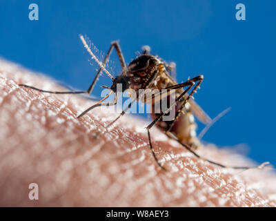 Close-up d'un moustique de la fièvre dengue (aedes aegypti) se nourrissant de sang humain Banque D'Images