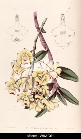 Dendrobium sanguinolentum Edwards - vol 29 (NS) 6 pl 6 (1843). Banque D'Images