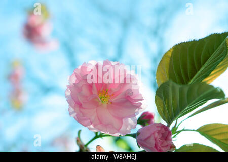 Fleurs de cerisier rose. Fleurs roses sur un fond de ciel bleu. Sakura. Cherry Blossom Banque D'Images