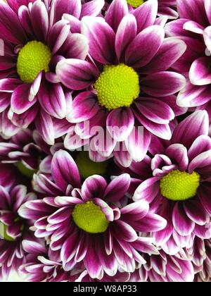 Dahlias pourpres avec centre jaune. Photo image Banque D'Images