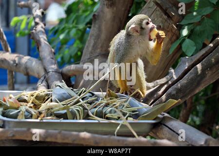 Un singe-écureuil ou boulettes de riz bénéficie d'zongzi préparé par les travailleurs du zoo pour célébrer le Festival du bateau-dragon, également connu sous le nom de Duanwu Festival, à Yan Banque D'Images