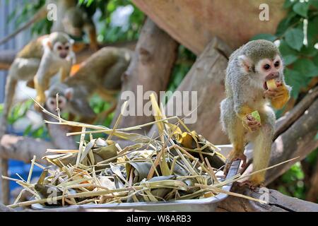 Un singe-écureuil ou boulettes de riz bénéficie d'zongzi préparé par les travailleurs du zoo pour célébrer le Festival du bateau-dragon, également connu sous le nom de Duanwu Festival, à Yan Banque D'Images