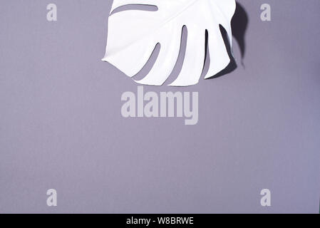 Peint blanc feuilles tropicales monstera sur fond gris. Concept minimal d'été Banque D'Images