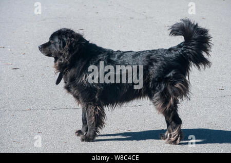 Femelle Terre-neuve chien noir libre en journée ensoleillée Banque D'Images