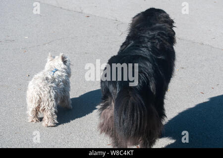 Terre-neuve chien noir et blanc terrier écossais restant ensemble sur l'allée du parc en journée ensoleillée Banque D'Images