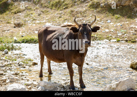 Photo de vache brune sur hill Banque D'Images