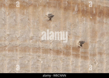 L'acier martelé clou de conseils dans la poutre en bois. Banque D'Images