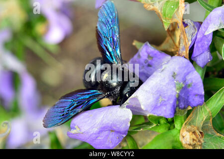 Leipzig, Allemagne. 14 Juin, 2019. Une abeille en bois bleu a atterri sur une fleur. Avec une longueur de corps de 23 à 28 millimètres, l'abeille en bois bleu (photo) est la plus grande espèce d'abeilles indigènes, frappant pour son corps bleu-noir et noir, bleu chatoyant. ailes sous la devise de l'été 2019 d'insectes', le Nabu compte des insectes en Allemagne pour la deuxième fois cette année (après 2018, où environ 33 000 espèces ont été enregistrées) du 2 au 11 août. Credit : Volkmar Heinz/dpa-Zentralbild/ZB/dpa/Alamy Live News Banque D'Images