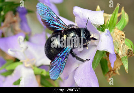 Leipzig, Allemagne. 14 Juin, 2019. Une abeille en bois bleu a atterri sur une fleur. Avec une longueur de corps de 23 à 28 millimètres, l'abeille en bois bleu (photo) est la plus grande espèce d'abeilles indigènes, frappant pour son corps bleu-noir et noir, bleu chatoyant. ailes sous la devise de l'été 2019 d'insectes', le Nabu compte des insectes en Allemagne pour la deuxième fois cette année (après 2018, où environ 33 000 espèces ont été enregistrées) du 2 au 11 août. Credit : Volkmar Heinz/dpa-Zentralbild/ZB/dpa/Alamy Live News Banque D'Images