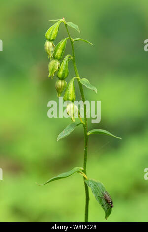 Fleur verte (helleborine Epipactis phyllanthes), en fleurs, Holt, Norfolk, Angleterre, Royaume-Uni 4 août 2019 Banque D'Images