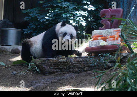 37 ans, le panda géant femelle Jia Jia consomme des aliments au cours d'une célébration d'anniversaire à Ocean Park à Hong Kong, Chine, le 28 juillet 2015. Le plus vieux pan géant Banque D'Images