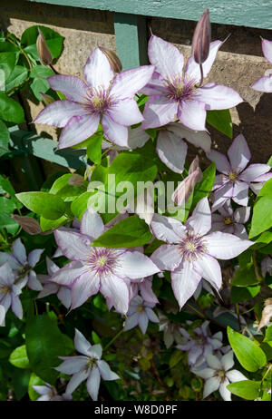 Gros plan de Clematis Samaritan JO fleurs fleuries croissant sur un treillis sur un mur Angleterre Royaume-Uni Grande-Bretagne Banque D'Images