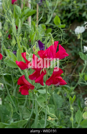 Gros plan de pois rouges doux fleurs de pois (lathyrus odoratus) poussant vers le haut bambou jardin Cannes en été Angleterre Royaume-Uni Grande Bretagne Banque D'Images