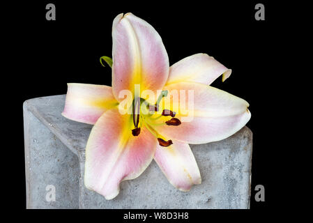 Wide Open rose jaune isolé blanc lily blossom sur un cube de pierre en béton,macro fond noir, texture détaillée Banque D'Images